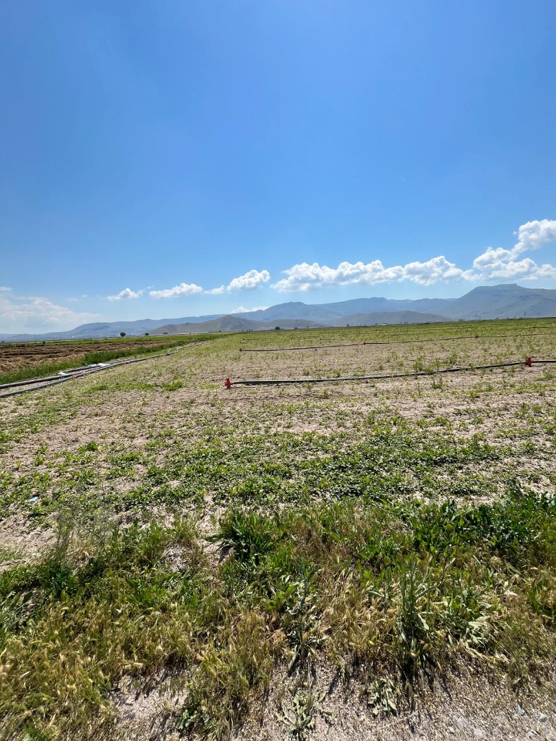 KAYSERİ DEVELİ SİNDELHÖYÜK MAHALLESİ ÇALILIYER MEVKİİNDE SATILIK TARLA